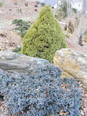 'Blue Star' Singleseed Juniper is a cultivar that is a dwarf conifer, an evergreen, and slow-growing shrub that may reach from 1 to 3 feet tall and 1 to 4 feet wide. The leaves are blue-gray, awl-shaped needles with a white band that overlap and are densely arranged in whorls of three. The fruits are bluish berry-like seed cones.