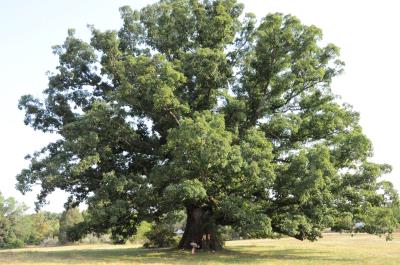 It draws its name from its ash-colored bark. White oak wood has been traditionally used to make baskets and is widely used for making barrels for aging bourbon. The white oak has flakier lighter bark than Swamp White Oak and a darker leaf underside.