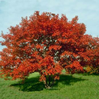 Amur maple is a deciduous small tree or large shrub in the Sapindaceae (soapberry) family native to Asia that prefers cool summer climates and is one of the hardier maples. The leaves have a distinctive 3-lobed pattern with the central lobe being elongated. Fall color is red to orange.