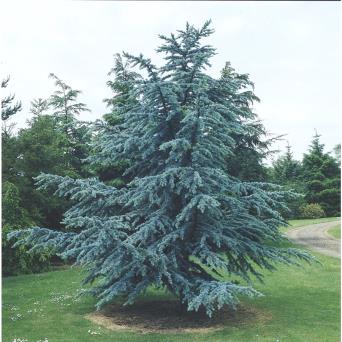 Blue Atlas Cedar is a showy evergreen conifer that needs plenty of room to grow. It originated in the Atlas Mountains of North Africa. A waxy coating on the needles gives them the bluish cast for which Glauca is known. Blue Atlas Cedar have short blue needles in clusters up to 45. They have barrel shaped cones and a fragrant aroma.