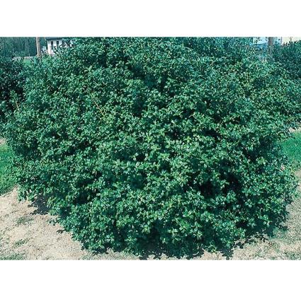 'China Boy' Blue Holly is a living fence when planted 4 ft apart due to its dense nature. The kelly-green foliage is spiky, which discourages animals from munching on it; in fact, as the plant detects damage from deer or rabbits, it will make its' spines sharper near the bottom of the plant to protect itself.