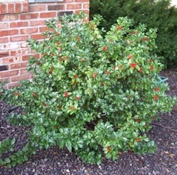 This rugged female Holly needs a pollenizer for fruit. However, with or without fruit, it is excellent hedge material and a perfect candidate for formal gardens. Its dense habit takes oval or pyramidal forms. If left unsheared it makes an ideal screen for planting strips between driveways, where it can take reflected heat and reduces glare.
