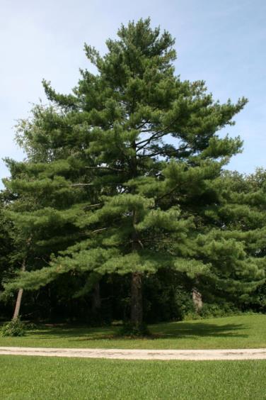 Although common in the landscape, eastern white pine makes an excellent specimen plant or background plant for smaller trees because of its evergreen foliage. This evergreen is an excellent ornamental tree but will not thrive if growing conditions are not optimal.1 The quality of the wood and the long straight stems have made it ideal for many uses, particularly as shingles and ship masts.
