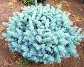 It is slow-growing and can get 3-5 feet tall and 5-6 feet wide. Globe blue spruce is a flat topped, conifer ornamental tree, prized for its blue needles. The rigid branches provide excellent rain protection and nesting areas for birds. There are recorded globe spruces that are 600-800 years old. They're in it for the long haul.