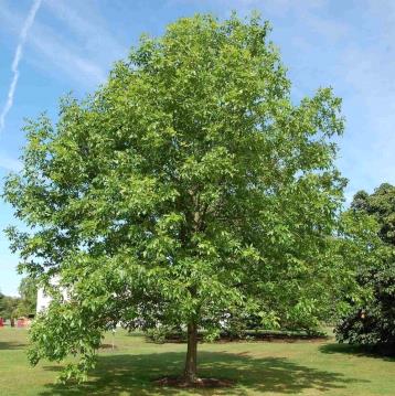 The green ash genus name, Fraxinus, is from the Latin name for the Old World ash species. The wood of green ash is used for baseball bats, tennis rackets, tool handles, oars and picture frames. Green ash undersides of leaves are completely green.