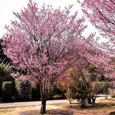 This tree is native to East and South China, Japan, and Korea. Cherry blossoms are the national flower of Japan and symbolize life, good health, and happiness. The epithet, serrulata, means saw-like teeth and likely references the serrated leaves of this species. Birds relish the fruits, though they are not plentiful.