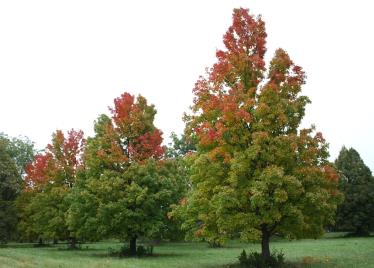 Red maple is one of the most recognized trees with some part of the plant red all season long. From red flowers to its beautiful bark, red maple offers a variety of interests for the landscape in all seasons of the year. Pioneers used red maple bark to make ink and cinnamon-brown and black dyes.