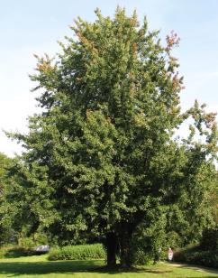 Silver maple has been heavily planted as an ornamental in many urban areas because of its ease of transplanting and establishment, adaptability to a wide range of sites, rapid growth, and good form. The species also has been used for vegetative rehabilitation of surface mined lands as well as for bottomland reforestation.