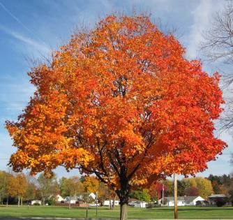 Sugar maple, with its beautiful form and brilliant, multicolored display of fall color, is a popular shade tree in eastern North America. A stylized sugar maple leaf, which is Canada's national symbol, truly reflects its value. Sugar maple is best known for its outstanding fall color that is so characteristic of New England states.1