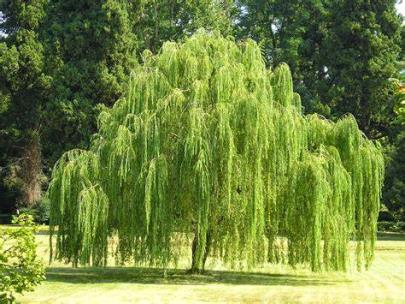 Its graceful habit is effective as a specimen at the edges of ponds and lakes or any low spot in the landscape that retains water. It works well on slopes to prevent erosion. This tree has weeping, pendulous branches, stems are reddish-brown to yellowish-brown.