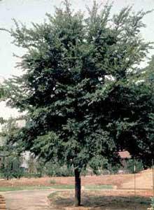 The mast from winged elm is eaten by birds and animals, and the twigs and leaves are important for white-tailed deer (16). Both twigs and leaves are most succulent, nutritious, and digestible during spring and are less useful as food the rest of the year because after abscission, the leaves lose most of their quality and digestibility.